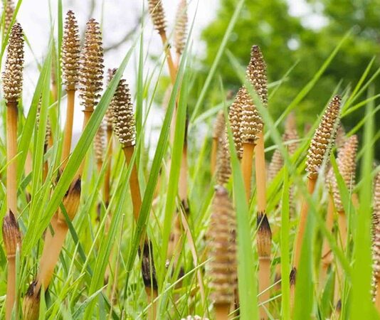 Doğada kendiliğinden yetişen ve ince, uzun yapısıyla dikkat çeken At Kuyruğu, yüzyıllardır geleneksel tıpta kullanılan şifalı bitkiler arasında yer almaktadır. Özellikle nemli bölgelerde ve dere kenarlarında yetişen bu bitki, kendine özgü görünümü sayesinde kolayca tanınır. Son yıllarda bitkisel ürünlere olan ilginin artmasıyla birlikte At Kuyruğu nedir ve hangi alanlarda kullanılır soruları daha sık gündeme gelmektedir. Konulu bir haber görseli.