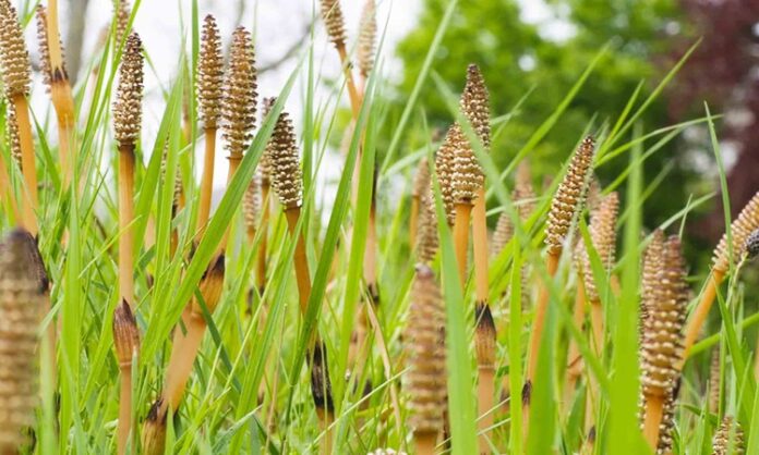 Doğada kendiliğinden yetişen ve ince, uzun yapısıyla dikkat çeken At Kuyruğu, yüzyıllardır geleneksel tıpta kullanılan şifalı bitkiler arasında yer almaktadır. Özellikle nemli bölgelerde ve dere kenarlarında yetişen bu bitki, kendine özgü görünümü sayesinde kolayca tanınır. Son yıllarda bitkisel ürünlere olan ilginin artmasıyla birlikte At Kuyruğu nedir ve hangi alanlarda kullanılır soruları daha sık gündeme gelmektedir. Konulu bir haber görseli.