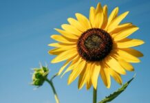 Tarlalarda güneşe doğru yönelen görüntüsüyle dikkat çeken ayçiçeği, yalnızca görsel bir güzellik sunmakla kalmaz, aynı zamanda yüksek besin değeri ile de öne çıkar. Özellikle çekirdek formunda atıştırmalık olarak tüketilen ayçiçeği, yağ üretiminde de önemli bir tarım ürünüdür. Türkiye’de geniş ekim alanlarına sahip olan bu bitki, hem ekonomik hem de beslenme açısından değerli bir yere sahiptir. Konulu bir haber görseli.