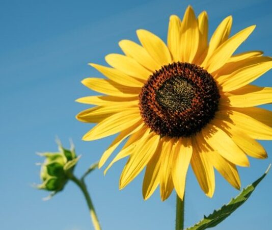 Tarlalarda güneşe doğru yönelen görüntüsüyle dikkat çeken ayçiçeği, yalnızca görsel bir güzellik sunmakla kalmaz, aynı zamanda yüksek besin değeri ile de öne çıkar. Özellikle çekirdek formunda atıştırmalık olarak tüketilen ayçiçeği, yağ üretiminde de önemli bir tarım ürünüdür. Türkiye’de geniş ekim alanlarına sahip olan bu bitki, hem ekonomik hem de beslenme açısından değerli bir yere sahiptir. Konulu bir haber görseli.