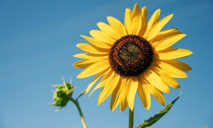 Tarlalarda güneşe doğru yönelen görüntüsüyle dikkat çeken ayçiçeği, yalnızca görsel bir güzellik sunmakla kalmaz, aynı zamanda yüksek besin değeri ile de öne çıkar. Özellikle çekirdek formunda atıştırmalık olarak tüketilen ayçiçeği, yağ üretiminde de önemli bir tarım ürünüdür. Türkiye’de geniş ekim alanlarına sahip olan bu bitki, hem ekonomik hem de beslenme açısından değerli bir yere sahiptir. Konulu bir haber görseli.