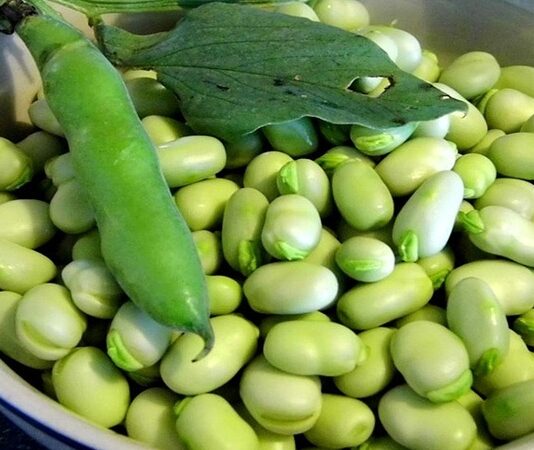 İlkbahar aylarının sevilen baklagillerinden biri olan bakla, hem taze hem de kuru formuyla mutfaklarda yerini alır. Özellikle zeytinyağlı yemeklerde sıkça tercih edilen bakla, kendine özgü aroması ve yumuşak dokusuyla dikkat çeker. Yüzyıllardır Akdeniz mutfağında tüketilen bu besin, yüksek besin değeri sayesinde sağlıklı beslenme programlarında önemli bir yere sahiptir. Konulu bir haber görseli.