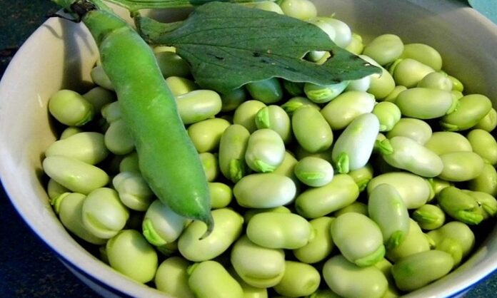 İlkbahar aylarının sevilen baklagillerinden biri olan bakla, hem taze hem de kuru formuyla mutfaklarda yerini alır. Özellikle zeytinyağlı yemeklerde sıkça tercih edilen bakla, kendine özgü aroması ve yumuşak dokusuyla dikkat çeker. Yüzyıllardır Akdeniz mutfağında tüketilen bu besin, yüksek besin değeri sayesinde sağlıklı beslenme programlarında önemli bir yere sahiptir. Konulu bir haber görseli.