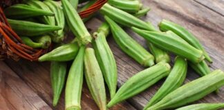 Yaz aylarının sevilen sebzelerinden biri olan bamya, hem geleneksel mutfakta hem de sağlıklı beslenme programlarında önemli bir yere sahiptir. Kendine özgü dokusu ve hafif aromasıyla bilinen bamya, özellikle zeytinyağlı yemekler ve çorbalarda sıkça tercih edilir. Küçük ve yeşil kapsüller halinde olan bu sebze, içerdiği zengin besin değeri sayesinde dikkat çeker. Konulu bir haber görseli.