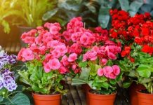 Gösterişli yaprakları ve zarif çiçekleriyle dikkat çeken Begonya, hem iç mekân hem de dış mekân süs bitkileri arasında özel bir yere sahiptir. Farklı renk ve yaprak desenleriyle dekoratif açıdan oldukça zengin bir görünüme sahip olan Begonya, özellikle ev ortamında estetik bir atmosfer oluşturmak isteyenler tarafından sıkça tercih edilir. Tropikal kökenli bir bitki olması nedeniyle sıcak ve nemli ortamları sever. Konulu bir haber görseli.