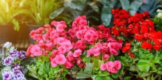Gösterişli yaprakları ve zarif çiçekleriyle dikkat çeken Begonya, hem iç mekân hem de dış mekân süs bitkileri arasında özel bir yere sahiptir. Farklı renk ve yaprak desenleriyle dekoratif açıdan oldukça zengin bir görünüme sahip olan Begonya, özellikle ev ortamında estetik bir atmosfer oluşturmak isteyenler tarafından sıkça tercih edilir. Tropikal kökenli bir bitki olması nedeniyle sıcak ve nemli ortamları sever. Konulu bir haber görseli.