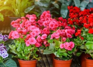 Gösterişli yaprakları ve zarif çiçekleriyle dikkat çeken Begonya, hem iç mekân hem de dış mekân süs bitkileri arasında özel bir yere sahiptir. Farklı renk ve yaprak desenleriyle dekoratif açıdan oldukça zengin bir görünüme sahip olan Begonya, özellikle ev ortamında estetik bir atmosfer oluşturmak isteyenler tarafından sıkça tercih edilir. Tropikal kökenli bir bitki olması nedeniyle sıcak ve nemli ortamları sever. Konulu bir haber görseli.