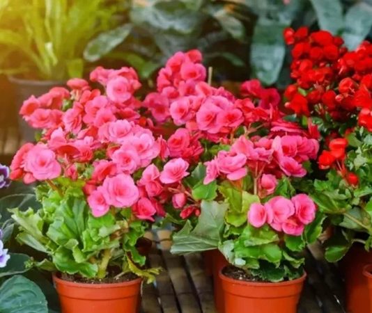 Gösterişli yaprakları ve zarif çiçekleriyle dikkat çeken Begonya, hem iç mekân hem de dış mekân süs bitkileri arasında özel bir yere sahiptir. Farklı renk ve yaprak desenleriyle dekoratif açıdan oldukça zengin bir görünüme sahip olan Begonya, özellikle ev ortamında estetik bir atmosfer oluşturmak isteyenler tarafından sıkça tercih edilir. Tropikal kökenli bir bitki olması nedeniyle sıcak ve nemli ortamları sever. Konulu bir haber görseli.