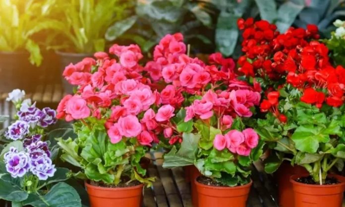 Gösterişli yaprakları ve zarif çiçekleriyle dikkat çeken Begonya, hem iç mekân hem de dış mekân süs bitkileri arasında özel bir yere sahiptir. Farklı renk ve yaprak desenleriyle dekoratif açıdan oldukça zengin bir görünüme sahip olan Begonya, özellikle ev ortamında estetik bir atmosfer oluşturmak isteyenler tarafından sıkça tercih edilir. Tropikal kökenli bir bitki olması nedeniyle sıcak ve nemli ortamları sever. Konulu bir haber görseli.