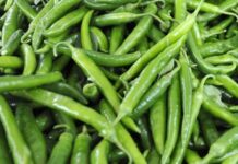 Sofraların vazgeçilmez sebzelerinden biri olan biber, farklı renk ve tat seçenekleriyle mutfak kültürünün önemli bir parçasıdır. Tatlı, acı, dolmalık ya da sivri gibi birçok çeşidi bulunan biber, hem çiğ hem de pişmiş olarak tüketilebilir. Salatalardan yemeklere, kahvaltılıklardan mezeler ve soslara kadar geniş bir kullanım alanına sahiptir. Konulu bir haber görseli