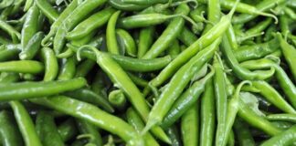 Sofraların vazgeçilmez sebzelerinden biri olan biber, farklı renk ve tat seçenekleriyle mutfak kültürünün önemli bir parçasıdır. Tatlı, acı, dolmalık ya da sivri gibi birçok çeşidi bulunan biber, hem çiğ hem de pişmiş olarak tüketilebilir. Salatalardan yemeklere, kahvaltılıklardan mezeler ve soslara kadar geniş bir kullanım alanına sahiptir. Konulu bir haber görseli