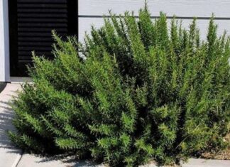 Akdeniz mutfağının vazgeçilmez aromatik bitkilerinden biri olan Biberiye Çalısı, hem yemeklere kattığı eşsiz lezzet hem de geleneksel kullanımdaki yeriyle dikkat çeker. Hoş kokusu ve dayanıklı yapısıyla bilinen bu bitki, tarih boyunca hem mutfakta hem de alternatif uygulamalarda değerlendirilmiştir. Günümüzde ise özellikle biberiye yağı ve bitkinin kurutulmuş hali yoğun ilgi görmektedir. Konulu bir haber görseli.