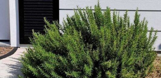 Akdeniz mutfağının vazgeçilmez aromatik bitkilerinden biri olan Biberiye Çalısı, hem yemeklere kattığı eşsiz lezzet hem de geleneksel kullanımdaki yeriyle dikkat çeker. Hoş kokusu ve dayanıklı yapısıyla bilinen bu bitki, tarih boyunca hem mutfakta hem de alternatif uygulamalarda değerlendirilmiştir. Günümüzde ise özellikle biberiye yağı ve bitkinin kurutulmuş hali yoğun ilgi görmektedir. Konulu bir haber görseli.