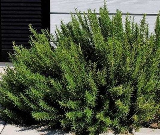 Akdeniz mutfağının vazgeçilmez aromatik bitkilerinden biri olan Biberiye Çalısı, hem yemeklere kattığı eşsiz lezzet hem de geleneksel kullanımdaki yeriyle dikkat çeker. Hoş kokusu ve dayanıklı yapısıyla bilinen bu bitki, tarih boyunca hem mutfakta hem de alternatif uygulamalarda değerlendirilmiştir. Günümüzde ise özellikle biberiye yağı ve bitkinin kurutulmuş hali yoğun ilgi görmektedir. Konulu bir haber görseli.