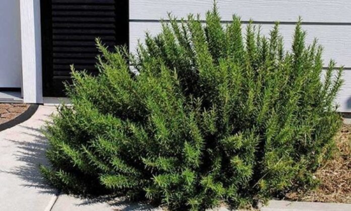 Biberiye Çalısı Nedir Biberiye Çalısı'nın Faydaları Nelerdir Akdeniz mutfağının vazgeçilmez aromatik bitkilerinden biri olan Biberiye Çalısı, hem yemeklere kattığı eşsiz lezzet hem de geleneksel kullanımdaki yeriyle dikkat çeker. Hoş kokusu ve dayanıklı yapısıyla bilinen bu bitki, tarih boyunca hem mutfakta hem de alternatif uygulamalarda değerlendirilmiştir. Günümüzde ise özellikle biberiye yağı ve bitkinin kurutulmuş hali yoğun ilgi görmektedir. Konulu bir haber görseli.