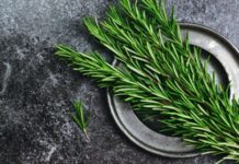 Doğal bitkiler hem mutfakta hem de sağlık alanında uzun yıllardır önemli bir yere sahiptir. Bu bitkiler arasında öne çıkanlardan biri de Biberiye olarak bilinir. Keskin kokusu, yoğun aroması ve şifa amaçlı kullanımıyla dikkat çeken bu bitki, özellikle Akdeniz kültürünün vazgeçilmezleri arasında yer alır. Peki, Biberiye nedir ve neden bu kadar yaygın şekilde tercih edilmektedir? Konulu bir haber görseli.