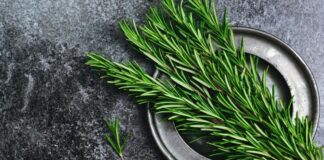 Doğal bitkiler hem mutfakta hem de sağlık alanında uzun yıllardır önemli bir yere sahiptir. Bu bitkiler arasında öne çıkanlardan biri de Biberiye olarak bilinir. Keskin kokusu, yoğun aroması ve şifa amaçlı kullanımıyla dikkat çeken bu bitki, özellikle Akdeniz kültürünün vazgeçilmezleri arasında yer alır. Peki, Biberiye nedir ve neden bu kadar yaygın şekilde tercih edilmektedir? Konulu bir haber görseli.