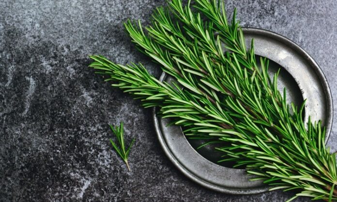 Doğal bitkiler hem mutfakta hem de sağlık alanında uzun yıllardır önemli bir yere sahiptir. Bu bitkiler arasında öne çıkanlardan biri de Biberiye olarak bilinir. Keskin kokusu, yoğun aroması ve şifa amaçlı kullanımıyla dikkat çeken bu bitki, özellikle Akdeniz kültürünün vazgeçilmezleri arasında yer alır. Peki, Biberiye nedir ve neden bu kadar yaygın şekilde tercih edilmektedir? Konulu bir haber görseli.