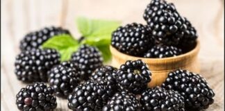 Böğürtlen Nedir? Böğürtlen’in Faydaları Nelerdir? Yaz aylarının en sevilen orman meyvelerinden biri olan Böğürtlen, kendine has aroması ve yoğun rengiyle dikkat çeker. Hem taze tüketilebilen hem de reçel, marmelat ve tatlı yapımında kullanılan bu özel meyve, sağlık açısından sunduğu katkılarla da öne çıkar. Son yıllarda doğal beslenmeye olan ilginin artmasıyla birlikte Böğürtlen nedir ve hangi özelliklere sahiptir soruları daha sık araştırılmaktadır. Konulu bir haber görseli.