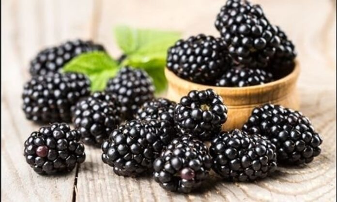 Yaz aylarının en sevilen orman meyvelerinden biri olan Böğürtlen, kendine has aroması ve yoğun rengiyle dikkat çeker. Hem taze tüketilebilen hem de reçel, marmelat ve tatlı yapımında kullanılan bu özel meyve, sağlık açısından sunduğu katkılarla da öne çıkar. Son yıllarda doğal beslenmeye olan ilginin artmasıyla birlikte Böğürtlen nedir ve hangi özelliklere sahiptir soruları daha sık araştırılmaktadır. Konulu bir haber görseli.