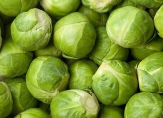 Küçük boyutuna rağmen besin değeri açısından oldukça güçlü olan Brüksel lahanası, son yıllarda sağlıklı beslenme trendleriyle birlikte daha fazla ilgi görmeye başlamıştır. Minyatür lahana görünümüne sahip olan bu sebze, özellikle kış aylarında sofralarda yerini alır. Haşlama, buharda pişirme ya da fırınlama yöntemleriyle tüketilebilen Brüksel lahanası, hem ana yemeklerin yanında hem de salatalarda kullanılabilir. Konulu bir haber görseli.