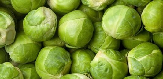 Küçük boyutuna rağmen besin değeri açısından oldukça güçlü olan Brüksel lahanası, son yıllarda sağlıklı beslenme trendleriyle birlikte daha fazla ilgi görmeye başlamıştır. Minyatür lahana görünümüne sahip olan bu sebze, özellikle kış aylarında sofralarda yerini alır. Haşlama, buharda pişirme ya da fırınlama yöntemleriyle tüketilebilen Brüksel lahanası, hem ana yemeklerin yanında hem de salatalarda kullanılabilir. Konulu bir haber görseli.