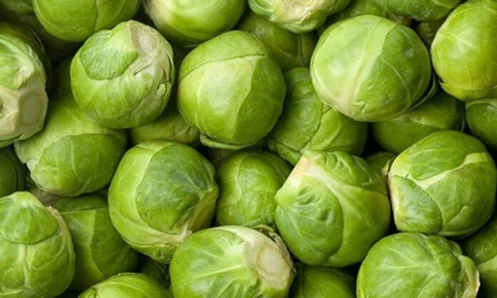 Küçük boyutuna rağmen besin değeri açısından oldukça güçlü olan Brüksel lahanası, son yıllarda sağlıklı beslenme trendleriyle birlikte daha fazla ilgi görmeye başlamıştır. Minyatür lahana görünümüne sahip olan bu sebze, özellikle kış aylarında sofralarda yerini alır. Haşlama, buharda pişirme ya da fırınlama yöntemleriyle tüketilebilen Brüksel lahanası, hem ana yemeklerin yanında hem de salatalarda kullanılabilir. Konulu bir haber görseli.