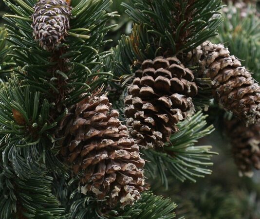 Çam, iğne yapraklı ağaç türleri arasında yer alan ve dört mevsim yeşil kalabilen dayanıklı bir ağaçtır. Bilimsel olarak Pinus cinsine ait olan bu ağaçlar, dünyanın birçok bölgesinde doğal olarak yetişir. Türkiye’de de geniş ormanlık alanların önemli bir bölümünü çam ağacı türleri oluşturur. Özellikle Akdeniz ve Ege bölgelerinde yoğun olarak görülen çamlar, hem ekolojik hem de ekonomik açıdan büyük değer taşır. Konulu bir haber görseli.
