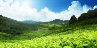 Dünyada sudan sonra en çok tüketilen içeceklerden biri olan Çay, hem kültürel hem de sosyal yaşamın vazgeçilmez bir parçasıdır. Yüzyıllardır farklı toplumlarda tüketilen bu aromatik içecek, özellikle Türkiye’de günlük hayatın merkezinde yer alır. Sabah kahvaltılarından akşam sohbetlerine kadar günün her anında tercih edilen Çay, kendine özgü tadı ve kokusuyla geniş bir kitleye hitap eder. Konulu bir haber görseli.