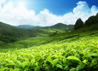 Dünyada sudan sonra en çok tüketilen içeceklerden biri olan Çay, hem kültürel hem de sosyal yaşamın vazgeçilmez bir parçasıdır. Yüzyıllardır farklı toplumlarda tüketilen bu aromatik içecek, özellikle Türkiye’de günlük hayatın merkezinde yer alır. Sabah kahvaltılarından akşam sohbetlerine kadar günün her anında tercih edilen Çay, kendine özgü tadı ve kokusuyla geniş bir kitleye hitap eder. Konulu bir haber görseli.