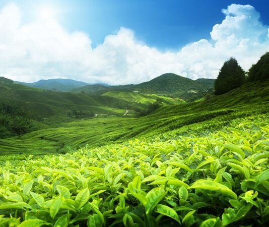 Dünyada sudan sonra en çok tüketilen içeceklerden biri olan Çay, hem kültürel hem de sosyal yaşamın vazgeçilmez bir parçasıdır. Yüzyıllardır farklı toplumlarda tüketilen bu aromatik içecek, özellikle Türkiye’de günlük hayatın merkezinde yer alır. Sabah kahvaltılarından akşam sohbetlerine kadar günün her anında tercih edilen Çay, kendine özgü tadı ve kokusuyla geniş bir kitleye hitap eder. Konulu bir haber görseli.