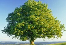 Çınar, heybetli gövdesi, geniş yaprakları ve uzun ömrüyle bilinen anıtsal ağaç türlerinden biridir. Bilimsel olarak Platanus cinsine ait olan çınar ağacı, özellikle ılıman iklim bölgelerinde yaygın olarak yetişir. Yüzyıllar boyunca yaşayabilen bu ağaç, tarih boyunca birçok medeniyetin simgesi haline gelmiştir. Konulu bir haber görseli.