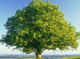 Çınar, heybetli gövdesi, geniş yaprakları ve uzun ömrüyle bilinen anıtsal ağaç türlerinden biridir. Bilimsel olarak Platanus cinsine ait olan çınar ağacı, özellikle ılıman iklim bölgelerinde yaygın olarak yetişir. Yüzyıllar boyunca yaşayabilen bu ağaç, tarih boyunca birçok medeniyetin simgesi haline gelmiştir. Konulu bir haber görseli.