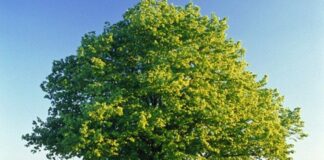 Çınar, heybetli gövdesi, geniş yaprakları ve uzun ömrüyle bilinen anıtsal ağaç türlerinden biridir. Bilimsel olarak Platanus cinsine ait olan çınar ağacı, özellikle ılıman iklim bölgelerinde yaygın olarak yetişir. Yüzyıllar boyunca yaşayabilen bu ağaç, tarih boyunca birçok medeniyetin simgesi haline gelmiştir. Konulu bir haber görseli.