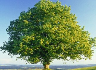 Çınar, heybetli gövdesi, geniş yaprakları ve uzun ömrüyle bilinen anıtsal ağaç türlerinden biridir. Bilimsel olarak Platanus cinsine ait olan çınar ağacı, özellikle ılıman iklim bölgelerinde yaygın olarak yetişir. Yüzyıllar boyunca yaşayabilen bu ağaç, tarih boyunca birçok medeniyetin simgesi haline gelmiştir. Konulu bir haber görseli.