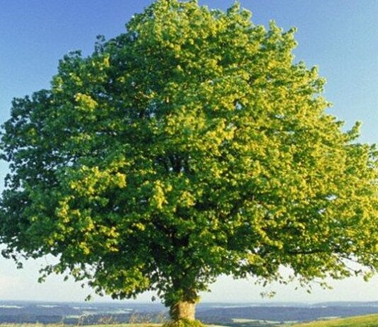 Çınar Nedir? Çınar’ın Faydaları Nelerdir? Çınar, heybetli gövdesi, geniş yaprakları ve uzun ömrüyle bilinen anıtsal ağaç türlerinden biridir. Bilimsel olarak Platanus cinsine ait olan çınar ağacı, özellikle ılıman iklim bölgelerinde yaygın olarak yetişir. Yüzyıllar boyunca yaşayabilen bu ağaç, tarih boyunca birçok medeniyetin simgesi haline gelmiştir. Konulu bir haber görseli.