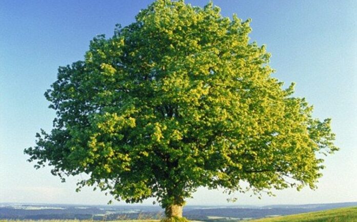 Çınar, heybetli gövdesi, geniş yaprakları ve uzun ömrüyle bilinen anıtsal ağaç türlerinden biridir. Bilimsel olarak Platanus cinsine ait olan çınar ağacı, özellikle ılıman iklim bölgelerinde yaygın olarak yetişir. Yüzyıllar boyunca yaşayabilen bu ağaç, tarih boyunca birçok medeniyetin simgesi haline gelmiştir. Konulu bir haber görseli.