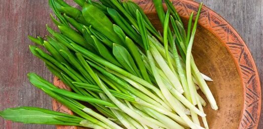 Anadolu’nun dağlık ve kırsal bölgelerinde kendiliğinden yetişen Çiriş Otu, bahar aylarının gelmesiyle birlikte pazarlarda ve sofralarda yerini almaya başlar. Yüzyıllardır hem besin hem de geleneksel destekleyici bitki olarak kullanılan bu ot, özellikle Doğu ve Güneydoğu Anadolu mutfağında önemli bir yere sahiptir. Doğal yaşam ve sağlıklı beslenmeye ilginin artmasıyla birlikte çiriş otu nedir sorusu daha sık araştırılmaktadır. Konulu bir haber görseli.