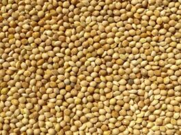 Geleneksel tarım ürünleri arasında yer alan darı, özellikle kurak ve yarı kurak iklimlerde yetişebilen dayanıklı bir tahıldır. Anadolu’da ve dünyanın farklı bölgelerinde uzun yıllardır tüketilen darı, son dönemde sağlıklı beslenme trendleriyle birlikte yeniden ilgi görmeye başlamıştır. Yüksek besin değeri ve doğal yapısı sayesinde sofralarda alternatif bir tahıl olarak öne çıkar. Konulu bir haber görseli.