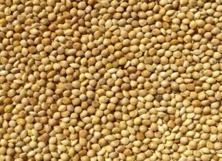 Darı Nedir? Darı’nın Faydaları Nelerdir? Geleneksel tarım ürünleri arasında yer alan darı, özellikle kurak ve yarı kurak iklimlerde yetişebilen dayanıklı bir tahıldır. Anadolu’da ve dünyanın farklı bölgelerinde uzun yıllardır tüketilen darı, son dönemde sağlıklı beslenme trendleriyle birlikte yeniden ilgi görmeye başlamıştır. Yüksek besin değeri ve doğal yapısı sayesinde sofralarda alternatif bir tahıl olarak öne çıkar. Konulu bir haber görseli.