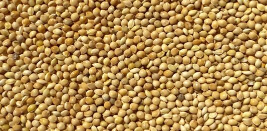 Geleneksel tarım ürünleri arasında yer alan darı, özellikle kurak ve yarı kurak iklimlerde yetişebilen dayanıklı bir tahıldır. Anadolu’da ve dünyanın farklı bölgelerinde uzun yıllardır tüketilen darı, son dönemde sağlıklı beslenme trendleriyle birlikte yeniden ilgi görmeye başlamıştır. Yüksek besin değeri ve doğal yapısı sayesinde sofralarda alternatif bir tahıl olarak öne çıkar. Konulu bir haber görseli.