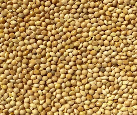 Geleneksel tarım ürünleri arasında yer alan darı, özellikle kurak ve yarı kurak iklimlerde yetişebilen dayanıklı bir tahıldır. Anadolu’da ve dünyanın farklı bölgelerinde uzun yıllardır tüketilen darı, son dönemde sağlıklı beslenme trendleriyle birlikte yeniden ilgi görmeye başlamıştır. Yüksek besin değeri ve doğal yapısı sayesinde sofralarda alternatif bir tahıl olarak öne çıkar. Konulu bir haber görseli.