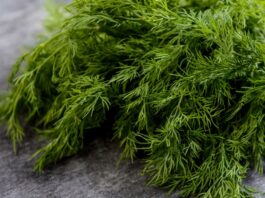 Türk mutfağında sıkça kullanılan aromatik bitkilerden biri olan Dereotu, kendine özgü kokusu ve ferah tadıyla birçok yemeğe lezzet katar. Salatalardan yoğurtlu mezelerine, zeytinyağlılardan balık tariflerine kadar geniş bir kullanım alanına sahip olan bu bitki, aynı zamanda sağlık açısından sunduğu potansiyel katkılarla da dikkat çeker. Peki Dereotu nedir ve neden bu kadar değerli bir yeşillik olarak görülmektedir? Konulu bir haber görseli.
