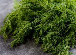 Türk mutfağında sıkça kullanılan aromatik bitkilerden biri olan Dereotu, kendine özgü kokusu ve ferah tadıyla birçok yemeğe lezzet katar. Salatalardan yoğurtlu mezelerine, zeytinyağlılardan balık tariflerine kadar geniş bir kullanım alanına sahip olan bu bitki, aynı zamanda sağlık açısından sunduğu potansiyel katkılarla da dikkat çeker. Peki Dereotu nedir ve neden bu kadar değerli bir yeşillik olarak görülmektedir? Konulu bir haber görseli.