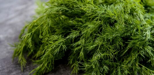 Dereotu Nedir? Dereotu’nun Faydaları Nelerdir? Türk mutfağında sıkça kullanılan aromatik bitkilerden biri olan Dereotu, kendine özgü kokusu ve ferah tadıyla birçok yemeğe lezzet katar. Salatalardan yoğurtlu mezelerine, zeytinyağlılardan balık tariflerine kadar geniş bir kullanım alanına sahip olan bu bitki, aynı zamanda sağlık açısından sunduğu potansiyel katkılarla da dikkat çeker. Peki Dereotu nedir ve neden bu kadar değerli bir yeşillik olarak görülmektedir? Konulu bir haber görseli.