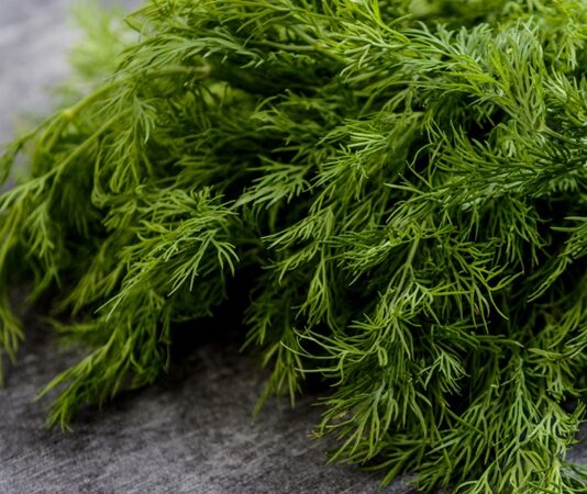 Türk mutfağında sıkça kullanılan aromatik bitkilerden biri olan Dereotu, kendine özgü kokusu ve ferah tadıyla birçok yemeğe lezzet katar. Salatalardan yoğurtlu mezelerine, zeytinyağlılardan balık tariflerine kadar geniş bir kullanım alanına sahip olan bu bitki, aynı zamanda sağlık açısından sunduğu potansiyel katkılarla da dikkat çeker. Peki Dereotu nedir ve neden bu kadar değerli bir yeşillik olarak görülmektedir? Konulu bir haber görseli.