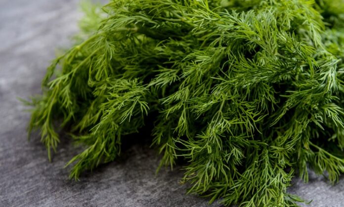 Türk mutfağında sıkça kullanılan aromatik bitkilerden biri olan Dereotu, kendine özgü kokusu ve ferah tadıyla birçok yemeğe lezzet katar. Salatalardan yoğurtlu mezelerine, zeytinyağlılardan balık tariflerine kadar geniş bir kullanım alanına sahip olan bu bitki, aynı zamanda sağlık açısından sunduğu potansiyel katkılarla da dikkat çeker. Peki Dereotu nedir ve neden bu kadar değerli bir yeşillik olarak görülmektedir? Konulu bir haber görseli.