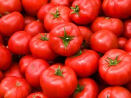 Mutfakların vazgeçilmez besinlerinden biri olan domates, hem çiğ hem de pişmiş olarak tüketilebilen, besin değeri yüksek bir sebzedir. Teknik olarak meyve sınıfında yer alsa da sofralarda sebze olarak kullanılan domates, kırmızı rengi, sulu yapısı ve kendine özgü aromasıyla dünya genelinde en çok tüketilen ürünlerden biridir. Salatalardan çorbalara, soslardan ana yemeklere kadar geniş bir kullanım alanına sahiptir. Konulu bir haber görseli.