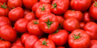 Mutfakların vazgeçilmez besinlerinden biri olan domates, hem çiğ hem de pişmiş olarak tüketilebilen, besin değeri yüksek bir sebzedir. Teknik olarak meyve sınıfında yer alsa da sofralarda sebze olarak kullanılan domates, kırmızı rengi, sulu yapısı ve kendine özgü aromasıyla dünya genelinde en çok tüketilen ürünlerden biridir. Salatalardan çorbalara, soslardan ana yemeklere kadar geniş bir kullanım alanına sahiptir. Konulu bir haber görseli.