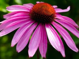 Ekinezya Nedir? Ekinezya’nın Faydaları Nelerdir? Son yıllarda özellikle kış aylarında adı sıkça duyulan Ekinezya, bağışıklık sistemini destekleyici özellikleriyle öne çıkan şifalı bitkiler arasında yer almaktadır. Mor ve pembe tonlarındaki gösterişli çiçekleriyle dikkat çeken bu bitki, hem görsel güzelliği hem de sağlık alanındaki kullanımıyla bilinmektedir. Bitkisel destek arayışında olan pek çok kişi, Ekinezya nedir ve nasıl tüketilir sorularına yanıt aramaktadır. Konulu bir haber görseli.